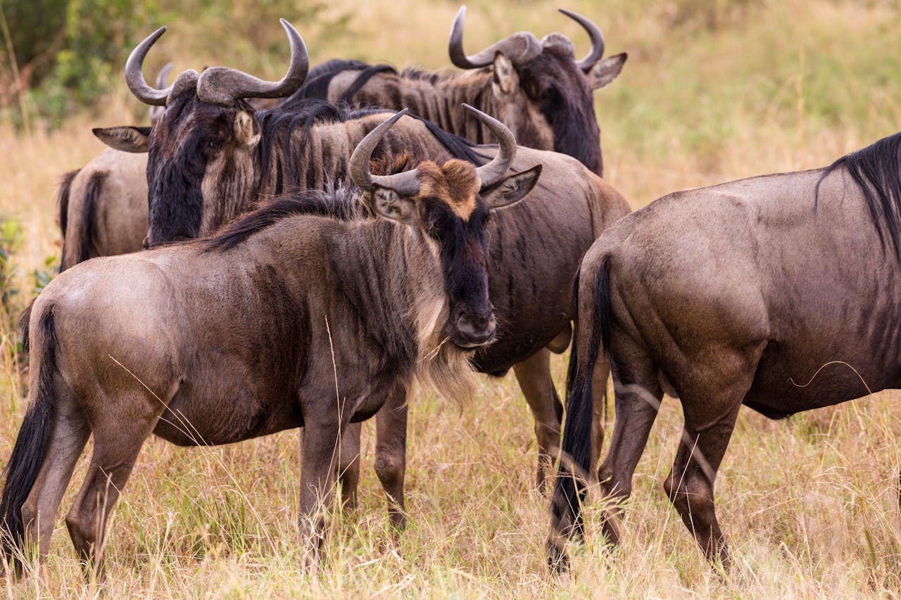 Gnus standing in field in countryside in daylight